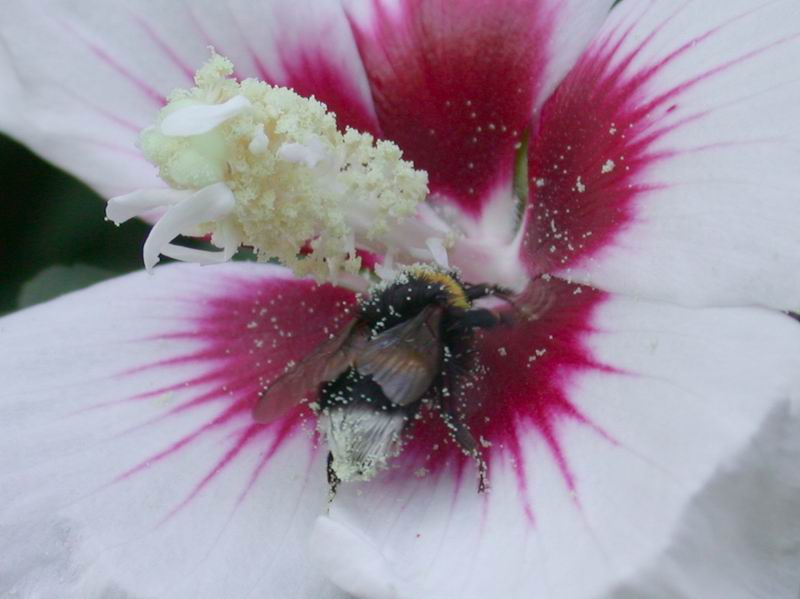 Golosit ....Bombus terrestris